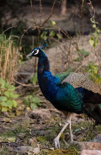 森林の自然生息地におけるインドのピーフクロウ Pavo Cristate 孔雀の肖像画やクローズアップ — ストック写真