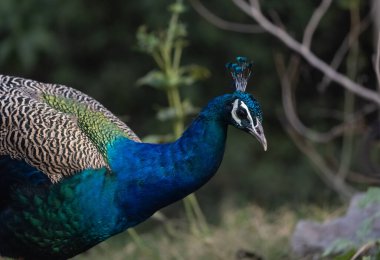 Hint Peafowl (Pavo kristali) ormanın doğal ortamında. Tavus kuşunun portresi ya da yakın çekimi.