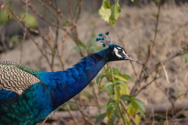 Indian Peafowl (Pavo cristatus) in the natural habitat of forest. Portrait or closeup of peacock. clipart