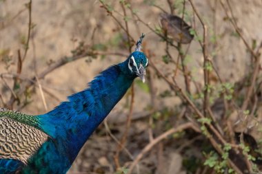 Indian Peafowl (Pavo cristatus) in the natural habitat of forest. Portrait or closeup of peacock. clipart