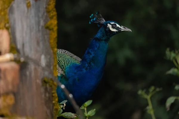 森林の自然生息地におけるインドのピーフクロウ Pavo Cristate 孔雀の肖像画やクローズアップ — ストック写真