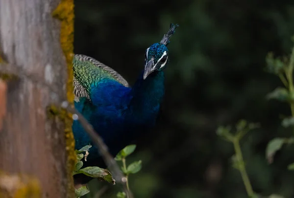 Indian Peafowl Pavo Cristatus Natural Habitat Forest Portrait Closeup Peacock — Stock Photo, Image