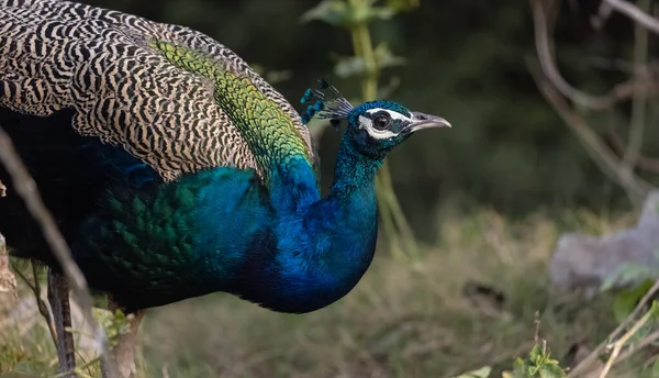 森林の自然生息地におけるインドのピーフクロウ Pavo Cristate 孔雀の肖像画やクローズアップ — ストック写真