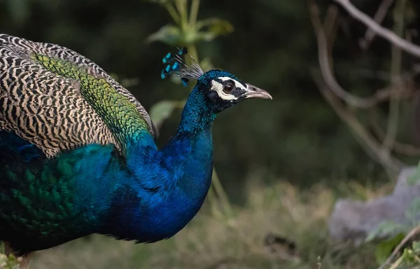 森林の自然生息地におけるインドのピーフクロウ Pavo Cristate 孔雀の肖像画やクローズアップ — ストック写真