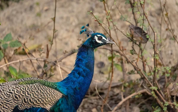 Индийские Peafowl Pavo Cristatus Естественной Среде Обитания Лесов Портрет Крупный — стоковое фото