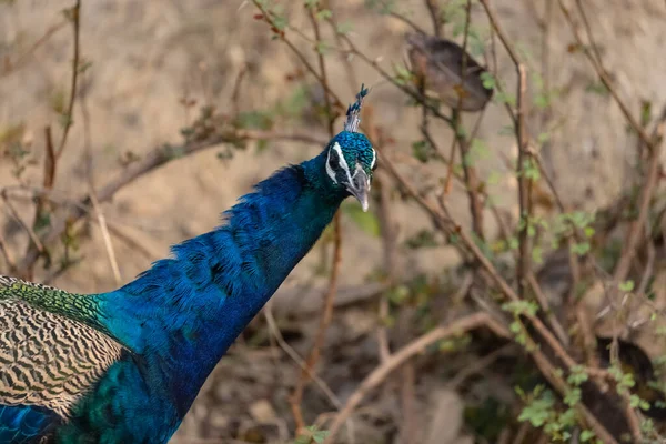 森林の自然生息地におけるインドのピーフクロウ Pavo Cristate 孔雀の肖像画やクローズアップ — ストック写真