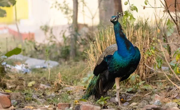 Indian Peafowl Pavo Cristatus Skogens Naturlige Habitat Portrett Eller Lukking – stockfoto