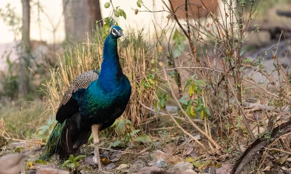 Indischer Pfauenauge Pavo Cristatus Natürlichen Lebensraum Wald Porträt Oder Nahaufnahme — Stockfoto