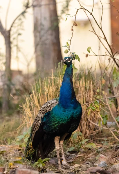 森林の自然生息地におけるインドのピーフクロウ Pavo Cristate 孔雀の肖像画やクローズアップ — ストック写真