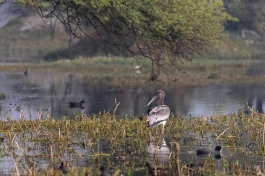 Boyalı Leylek (Mycteria leucocephala) Suyun içinde yiyecek arayan yavru kuş.
