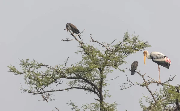 Storch Vogelnest — Stockfoto