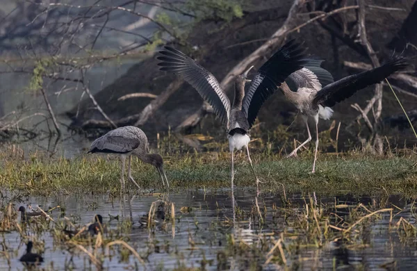 Målad Stork Mykteria Leucocephala Ungfågel Söker Föda Vattendrag — Stockfoto