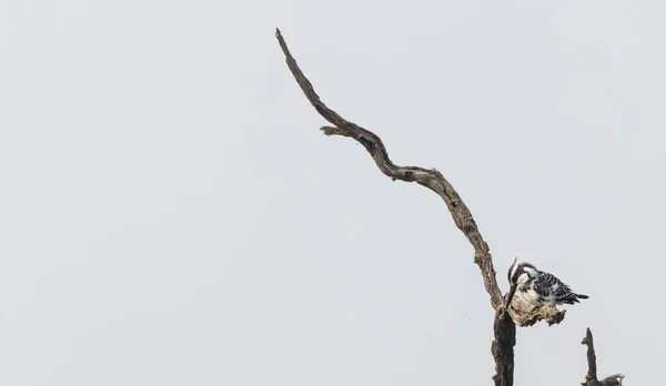Pied Kingfisher Ceryle Rudis Птах Сидить Дереві — стокове фото