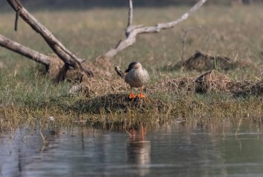 Hint leke gagalı ördeği (Anas poecilorhyncha) su kütlesinin yanında.
