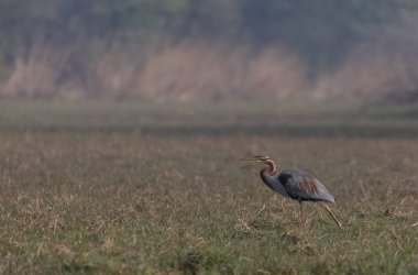 Mor balıkçıl (Ardea purpurea) yiyecek için bataklıkta.