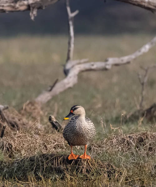 Pato Bico Manchado Indiano Anas Poecilorhyncha Perto Massa Água — Fotografia de Stock