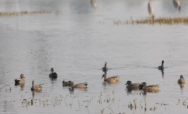 Ruddy Shelduck Tadorna Ferruginea Také Známý Indii Jako Kachna Brahminy — Stock fotografie