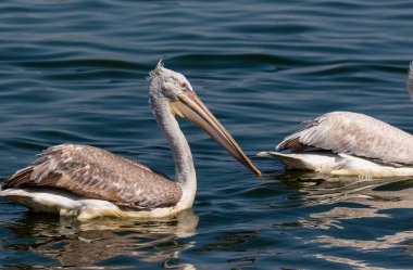 Dalmaçyalı Pelikan (Pelecanus crispus) mavi su gölünde balık tutuyor.