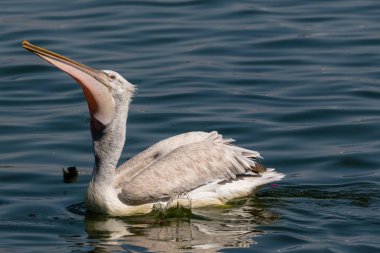 Dalmaçyalı Pelikan (Pelecanus crispus) mavi su gölünde balık tutuyor.