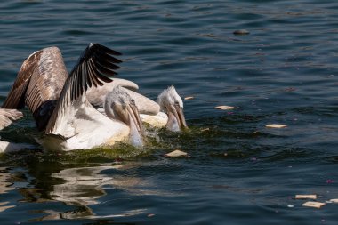 Dalmaçyalı Pelikan (Pelecanus crispus) mavi su gölünde balık tutuyor.
