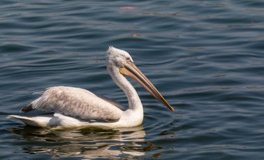 Dalmaçyalı Pelikan (Pelecanus crispus) mavi su gölünde balık tutuyor.