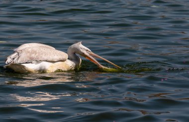 Dalmaçyalı Pelikan (Pelecanus crispus) mavi su gölünde balık tutuyor.