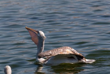 Dalmaçyalı Pelikan (Pelecanus crispus) mavi su gölünde balık tutuyor.
