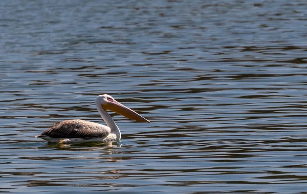 Dalmacia Pelícano Pelecanus Crispus Pesca Lago Agua Azul — Foto de Stock