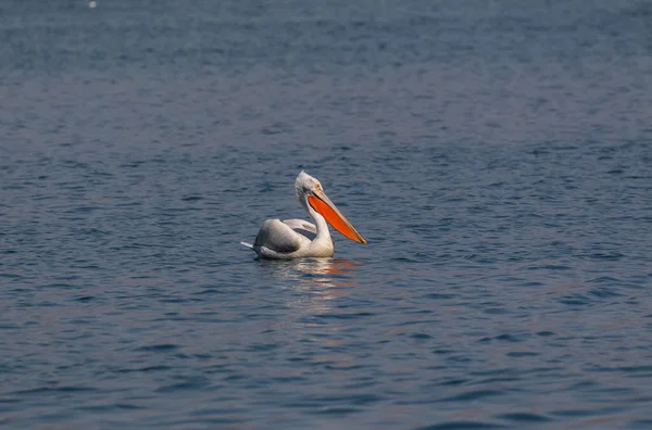 Dalmata Pelican Pelecanus Crispus Pesca Nel Lago Acqua Blu — Foto Stock
