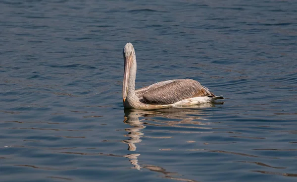 ลมาเท ยนเปเล Pelecanus Crispus ตกปลาในทะเลสาบน าเง — ภาพถ่ายสต็อก