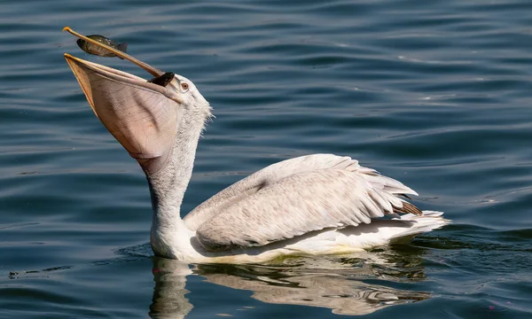 Dalmatiner Pelikan Pelecanus Crispus Angelt Blauen See — Stockfoto