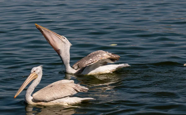 Dalmatský Pelyněk Pelecanus Crispus Rybaření Jezeře — Stock fotografie