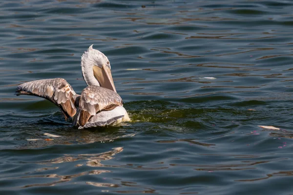 Dalmatiner Pelikan Pelecanus Crispus Angelt Blauen See — Stockfoto