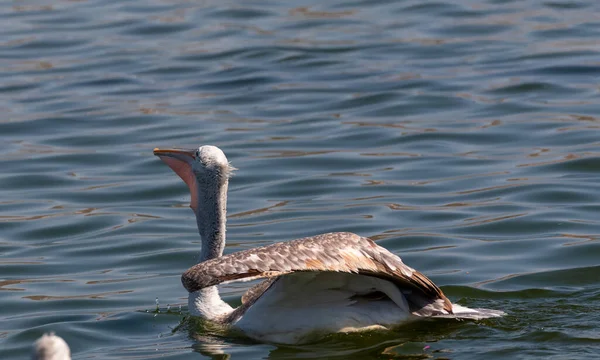 Dalmatiner Pelikan Pelecanus Crispus Angelt Blauen See — Stockfoto