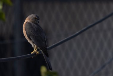 Shikra (Accipiter badius) av arayan koyu sarı gözlü bir kuş..