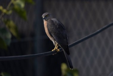 Shikra (Accipiter badius) av arayan koyu sarı gözlü bir kuş..