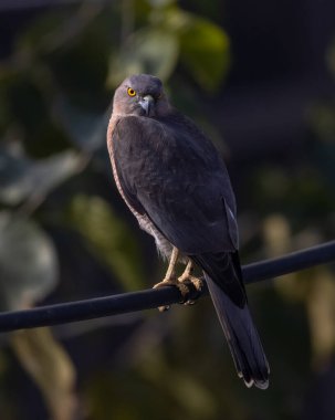 Shikra (Accipiter badius) av arayan koyu sarı gözlü bir kuş..
