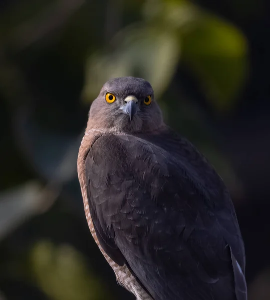 Πουλί Shikra Accipiter Badius Που Αναζητά Θήραμα Σκουρόχρωμο Κίτρινο Μάτι — Φωτογραφία Αρχείου