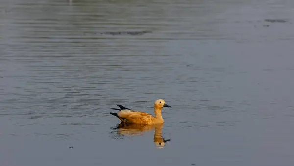 Ruddy Shelduck Tadorna Ferruginea Nebo Brahminy Duck — Stock fotografie