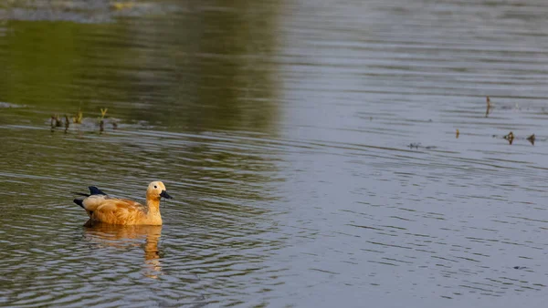 Ruddy Shelduck Tadorna Ferruginea Nebo Brahminy Duck — Stock fotografie