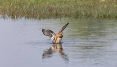 Kahverengi vahşi ördek gölette yüzüyor