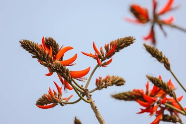 Sihirli bahar yazı: Gurgaon, Haryana, Hindistan 