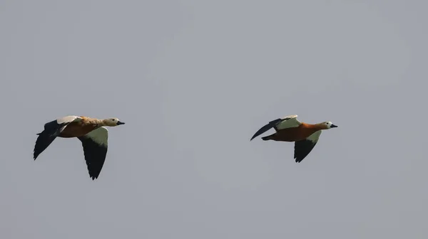 Ruddy Shelduck Aves Vuelo Sobre Río Ganges —  Fotos de Stock