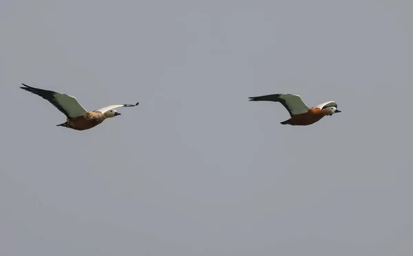 Ruddy Shelduck Aves Vuelo Sobre Río Ganges —  Fotos de Stock