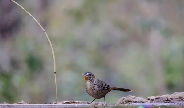 Rufous Chinned Laughingthrush Portret Ptaka — Zdjęcie stockowe