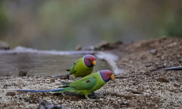 Plum Headed Parakeet Psittacula Cyanocephala Sitting Water Body — Stock Photo, Image