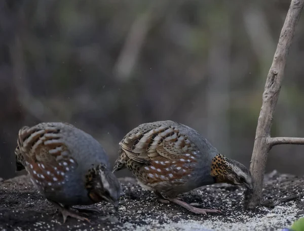 Schwarze Francolin Vögel Sattal Indien — Stockfoto