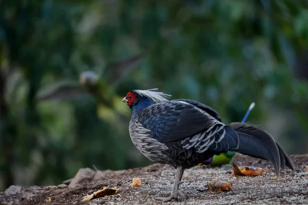 Khaleej Fagiano Lophura Leucomelanos Uccello Maschio Appollaiato Terra Sattal Uttarakhand — Foto Stock