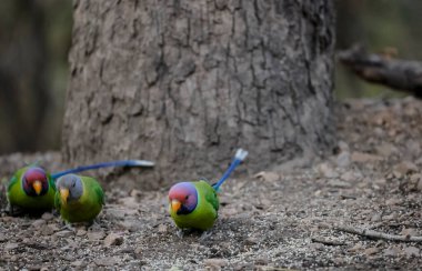 Erik başlı muhabbet kuşu (Psittacula siyanocephala) su kütlesinin yanında oturuyor.