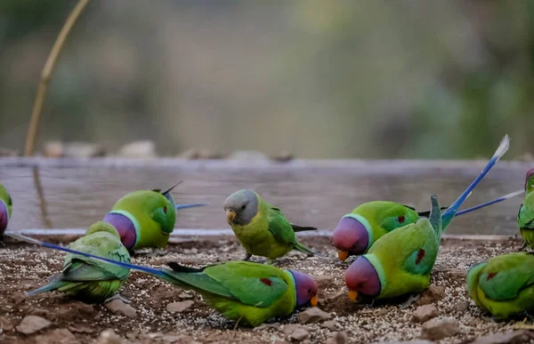 Plum Headed Parakeet Psittacula Cyanocephala Sitting Water Body — Stock Photo, Image